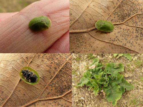 Réf. 201 526 : Cassida sp.